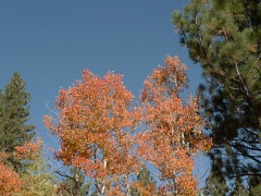 California-Fall2010 659
